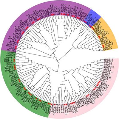 The Major Intrinsic Protein Family and Their Function Under Salt-Stress in Peanut